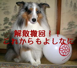 いつもはかわい表情なのに、何かが怖いの?風船(笑)?