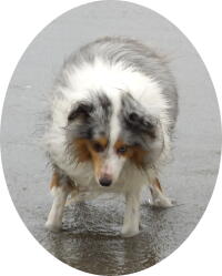 牧羊犬が羊になっちゃった!