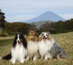 富士山帽子被ってないね