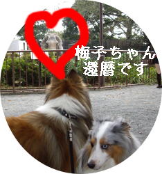 梅子ちゃん還暦だよん。あやかりたいね。