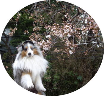 桜咲