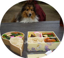 弁当うまし
