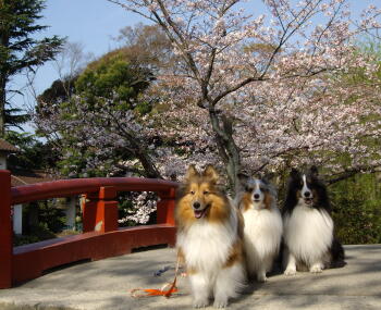 桜桜咲いた!