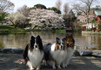 桜