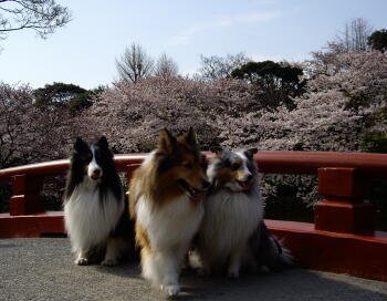 桜桜桜