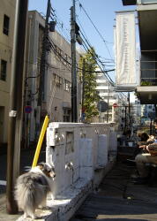 看板犬かれんつでありんす