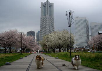 ランドマーク前桜